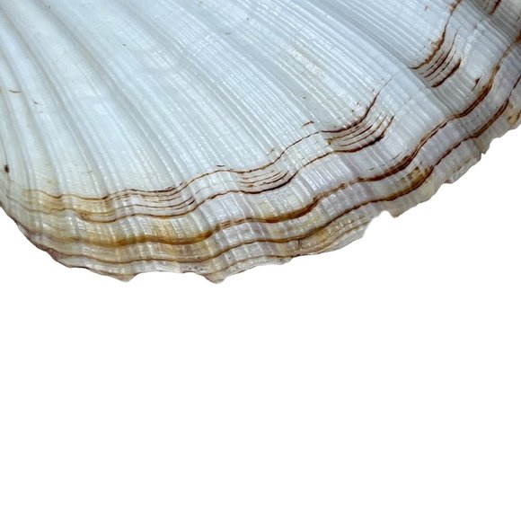 Scallop Baking Shells France Set of 8 Cuisine Crafts Decor - Picture 9 of 9